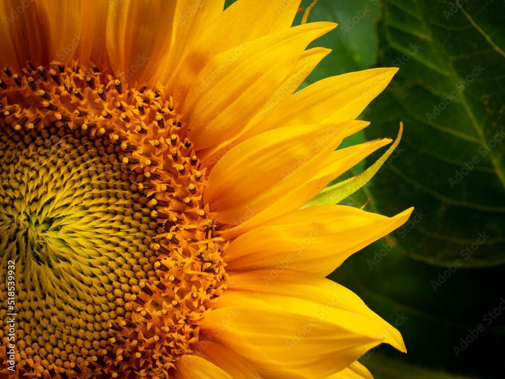 Wall mural beautiful sunflower in the detail