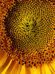 beautiful sunflower in the detail