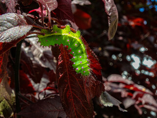 chenille verte et violette