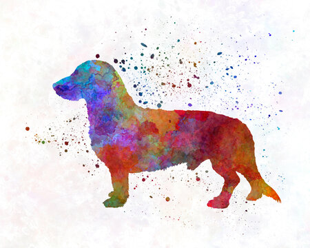 Westphalian Dachsbracke in watercolor