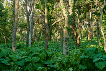 Obraz premium bosque del centinela 