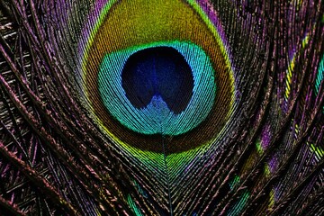 Obraz premium Peacock feather. Peafowl feather. Bird feather. Abstract background. Janmashtami background. Mor pankh. Feather.