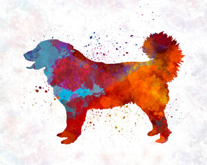 Yugoslavian Shepherd Dog in watercolor - obrazy, fototapety, plakaty