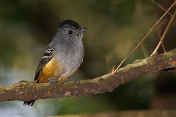 A small flycatcher from the deep of the rainforest