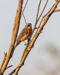 A songbird perched on top of a tree branch