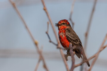 A red flycatcher perched on a tree branch