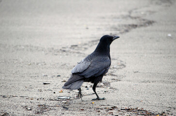 浜のカラス