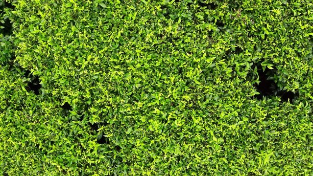 4K Drone footage showing endless bushes of green tea-leaves at tea plantation in Sri-Lanka. Tea-growing, tea industry, agriculture, food and beverages concept.