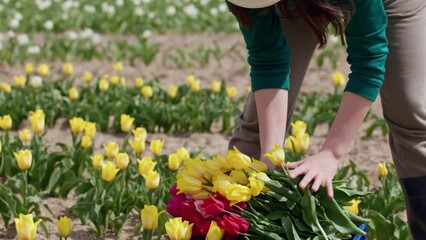 female farm worker harvesting tulips on flower field agricultural tulip cultivation. hands woman gardener farmer picking up freshly cut tulips in basket box. concept floral business greenhouse field