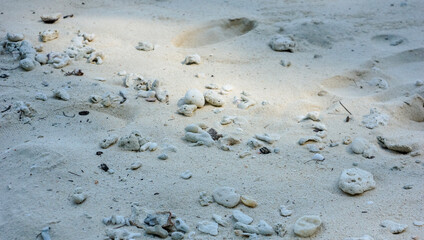 White corals and shells on the white sand beach, Phi Phi, Thailand