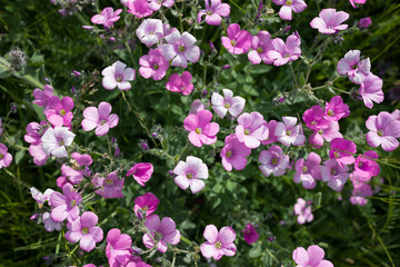 Naklejka premium Wild purple flowers top view . Floral background
