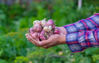 Naklejka na ściany i meble freshly picked garlic in the hands of a farmer. Environmentally friendly product.
