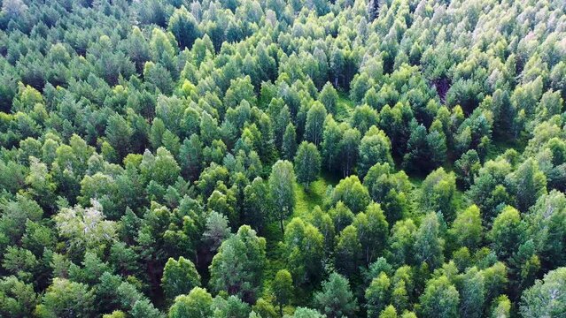 Flight above misty green pine coniferous forest. Aerial 4k footage.