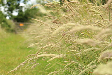Macro ground level close-up of long grass in a meadow in summer lining a grassy path. Concept for wild, free, bliss, peace, calm