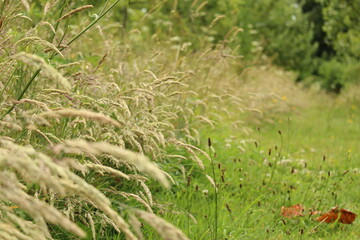 Macro ground level close-up of long grass in a meadow in summer lining a grassy path. Concept for wild, free, bliss, peace, calm