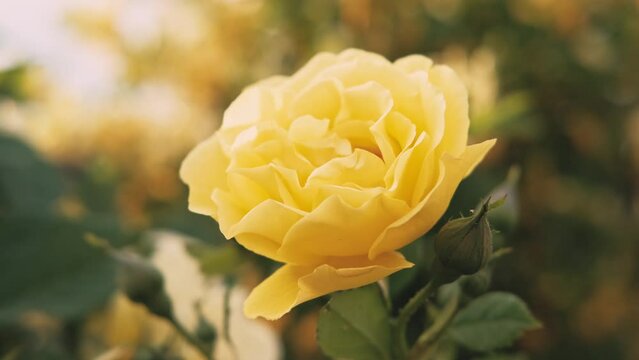 Close up video of yellow rose in garden in sunset warm light.