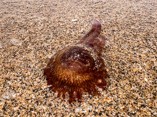 Brown jellyfish on a sandy seashore