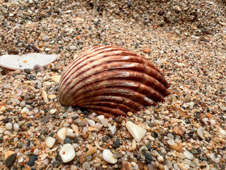 Seashell on a sandy beach