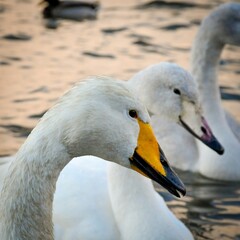 Whoper swan (cygnus cygnus)