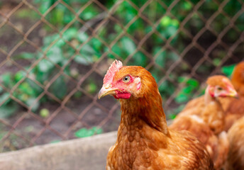 Beautiful red breed hen looks intently into the camera against the backdrop of green grass in the countryside. Farm management. Animal farm. Chicken.