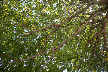 small leaf on tree view from below, go green concept photo, save the earth, and earth day
