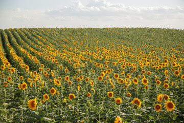 Sunflower agricultural field. Blooming yellow sunflowers during hot summer day. Rural landscape.