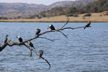 Pilanesburg National Park in South Africa