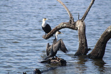 Pilanesburg National Park in South Africa