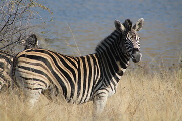 Fototapeta na wymiar Pilanesburg National Park in South Africa