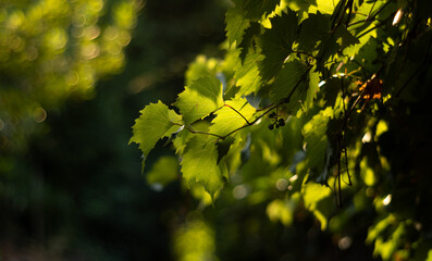 Vineyard leaves in the vibrant evening sunlight, blurry bokeh background.