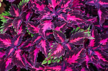 An ornamental garden plant with burgundy beautiful leaves. Ornamental plant Coleus. selective focus