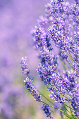 Obraz premium Cotswold summer lavender in full bloom at Snowshill, England.