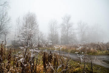 autumn field landscape with dry grass covered with frost and silhouettes of bare trees in fog on the horizon.
