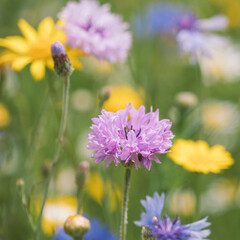 Wildflower Meadows Amongst The Lavendar Fieldd In The Cotswolds At Snowshill