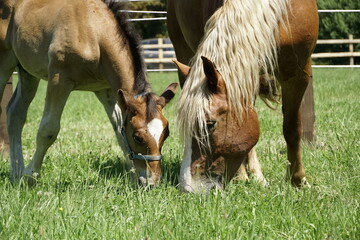 mare and foal, czech cold blood, heavy horse