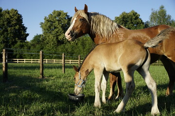 mare and foal, czech cold blood, heavy horse