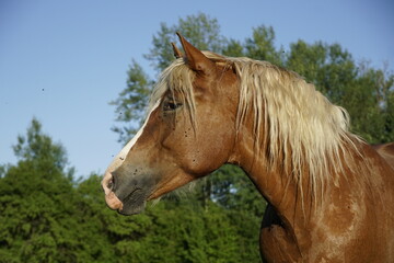 Naklejka na ściany i meble horse in the field