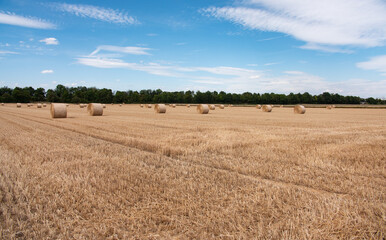 Fototapeta premium Short wheat stalks after harvest. Straw bales lying in the field. Agriculture and cultivation in Germany, Hessen.