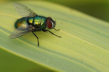 Detailed closeup on a common green bottle fly, Lucilia sericata, sitting on a leaf