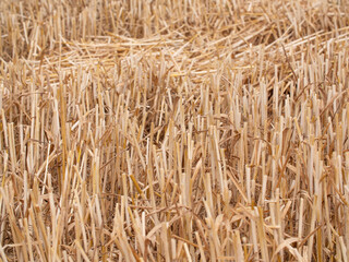 Harvested field and cropland. Short stalks of wheat after harvesting. Agriculture and cultivation.