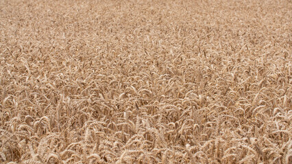 Close-up of an endless ripe wheat field during summer. Wheat is ready to harvest.