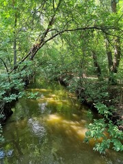 Fototapeta na wymiar a stream runs in the forest between trees in a recreation park in Ukraine