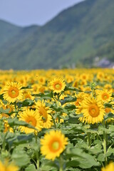 佐用町のひまわり畑