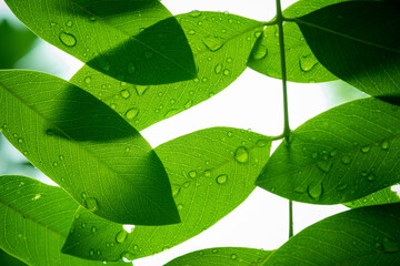 green leaves wall background, leaf wall nature background
