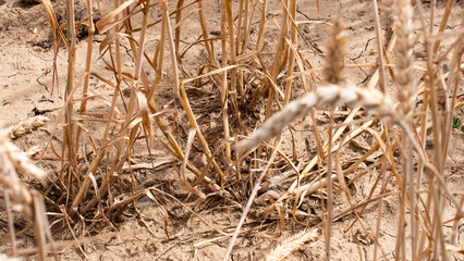 Dry soil on a field. Ripe and withered wheat stalks. Lack of water, drought due to climate change.