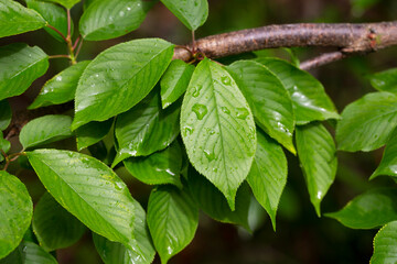 View of Prunus serrulata Japanese cherry leaves after the rain in spring. Natural background