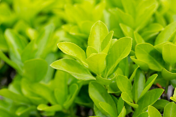 euonymus japonicus or japanese euonymus green shrub plant background