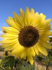 Naklejka premium A close up view of sunflowers in bright yellow color against a blue sky background in summer on a clear day. 