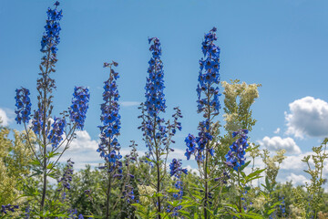 Flowering tall bushes of meadowsweet and larkspur