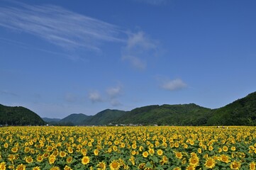 佐用町のひまわり畑